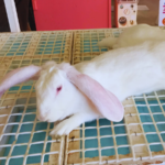 長女